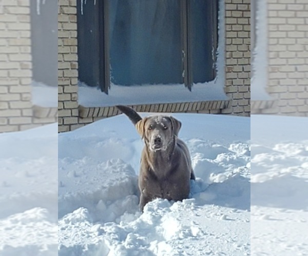 Medium Photo #28  Breeder Profile in FLAGLER, CO, USA