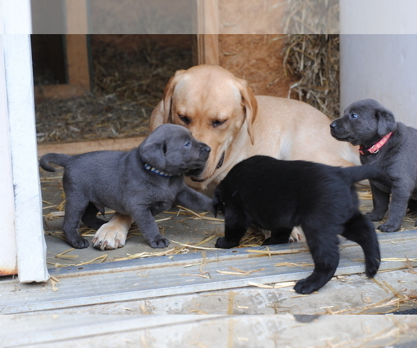 Medium Photo #16  Breeder Profile in EDINBURG, VA, USA