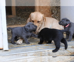 Small #15 Breeder Profile image