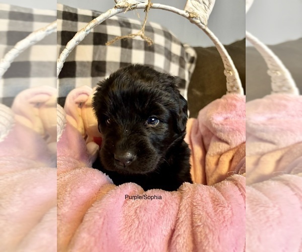 Medium Photo #8  Breeder Profile in LEICESTER, NC, USA