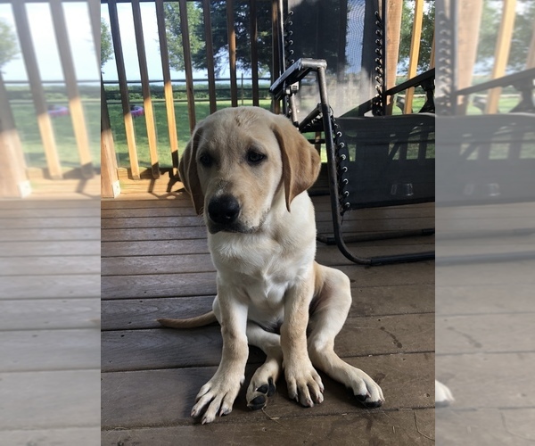 Medium Photo #1  Breeder Profile in FAWN, PA, USA