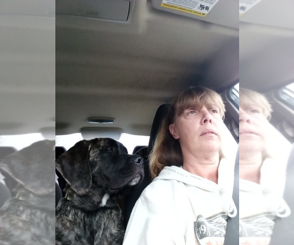 Medium Photo #1  Breeder Profile in FOWLERVILLE, MI, USA