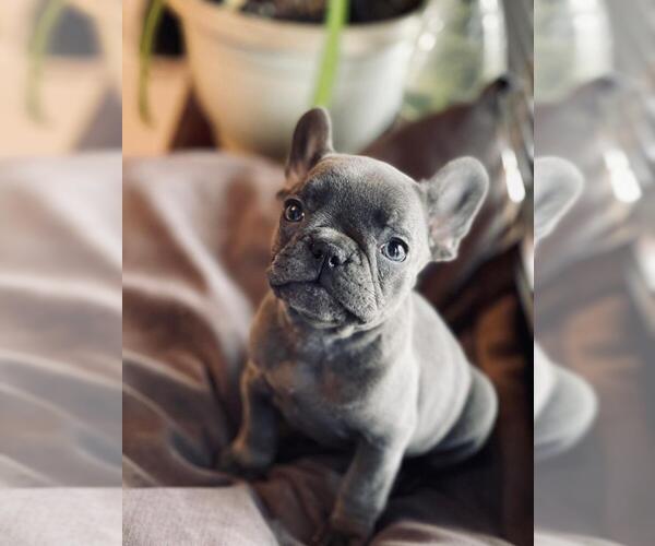 Medium Photo #1  Breeder Profile in BROOKLYN, NY, USA