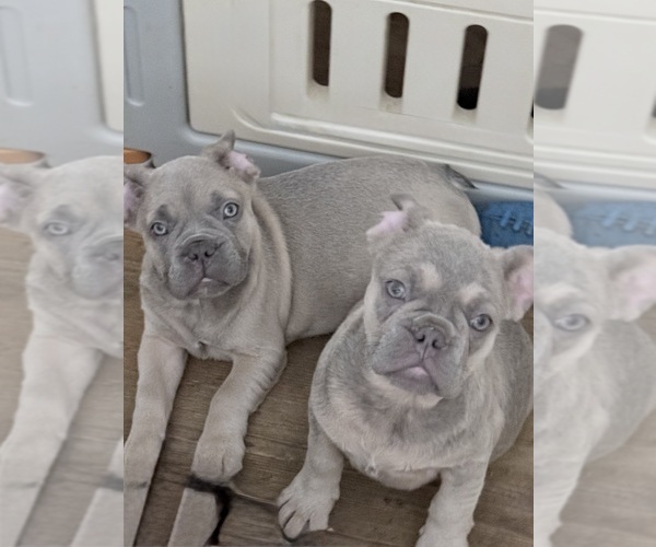 Medium Photo #7  Breeder Profile in RIVERSIDE, NJ, USA