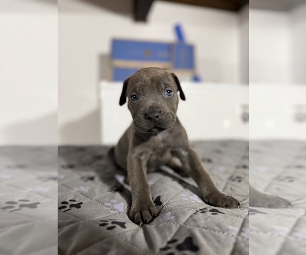 Medium Photo #11  Breeder Profile in LAURINBURG, NC, USA