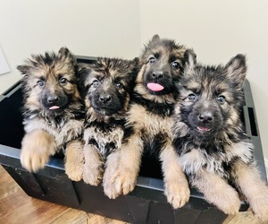 German Shepherd Dog Dog Breeder in OZARK,  USA