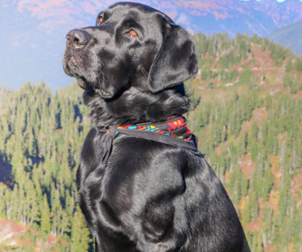 Medium Photo #9  Breeder Profile in THRALI, WA, USA