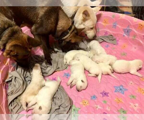 Medium Photo #1  Breeder Profile in MURRAY, KY, USA