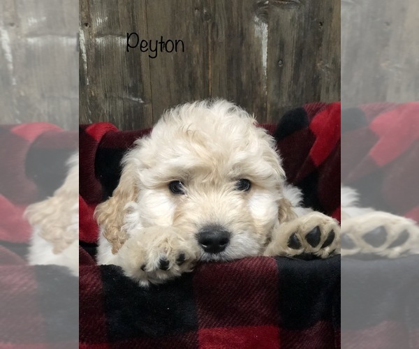 Medium Photo #1  Breeder Profile in WOOSTER, OH, USA