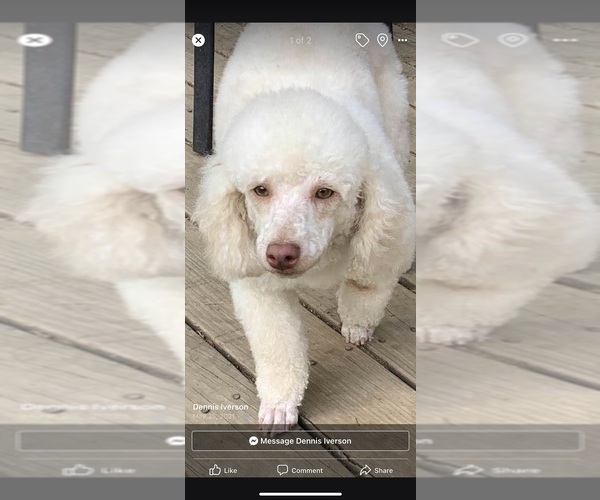 Medium Photo #16  Breeder Profile in LAKE GEORGE, NY, USA