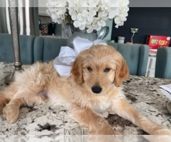 Medium Photo #4  Breeder Profile in AURORA, IL, USA