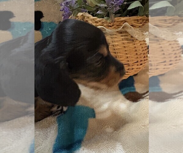 Medium Photo #5  Breeder Profile in BLAIRSVILLE, PA, USA