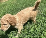 Small #15 Breeder Profile image