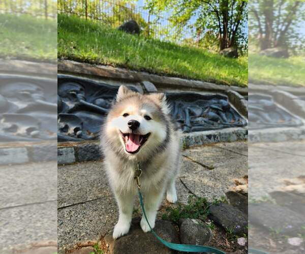 Medium Photo #58  Breeder Profile in BURNS TOWNSHIP, MN, USA