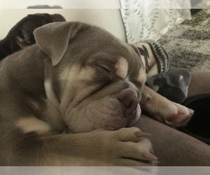 English Bulldog Dog Breeder in KEENESBURG,  USA