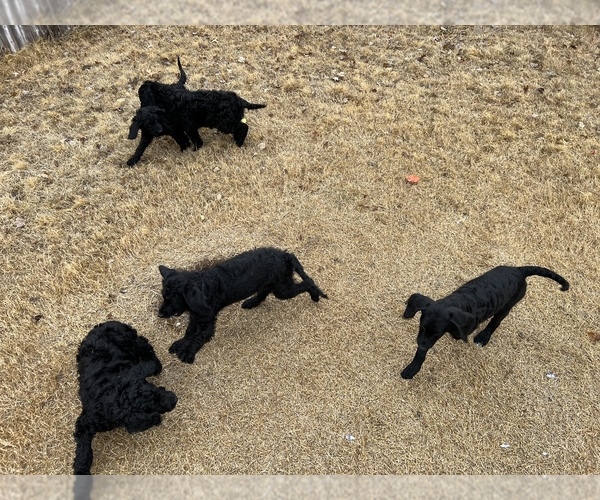 Medium Photo #1  Breeder Profile in BIXBY, OK, USA
