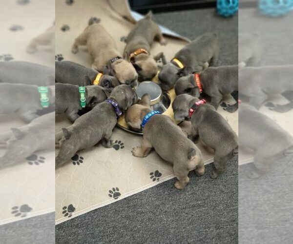 Medium Photo #1  Breeder Profile in SACRAMENTO, CA, USA