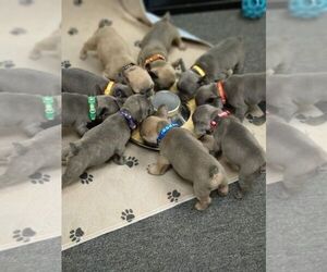 French Bulldog Dog Breeder near SACRAMENTO, CA, USA