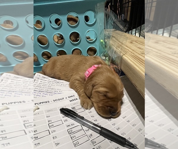 Medium Photo #38  Breeder Profile in CHINO VALLEY, AZ, USA