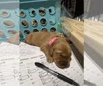 Small #37 Breeder Profile image