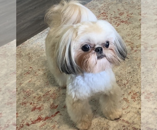 Medium Photo #1  Breeder Profile in SCOTTSDALE, AZ, USA