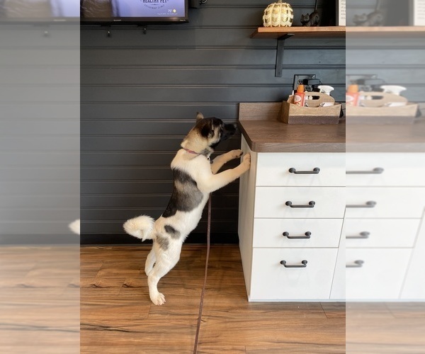 Medium Photo #79  Breeder Profile in MCDONOUGH, GA, USA