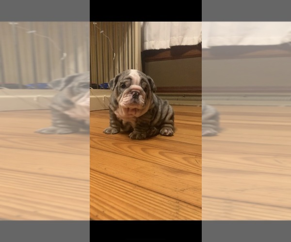 Medium Photo #1  Breeder Profile in CALIFORNIA, MO, USA