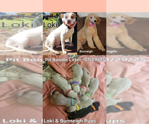 Medium Photo #1  Breeder Profile in FRANKLINTON, LA, USA