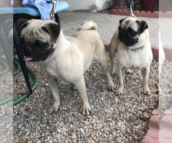 Medium Photo #1  Breeder Profile in APPLE VALLEY, CA, USA