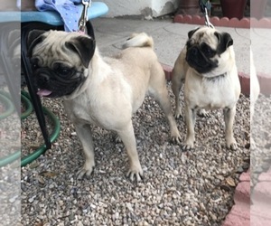 Pug Dog Breeder near APPLE VALLEY, CA, USA