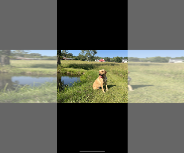 Medium Photo #7  Breeder Profile in CANTON, GA, USA