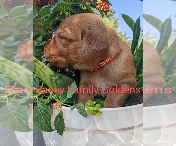 Medium Photo #8  Breeder Profile in LABADIE, MO, USA