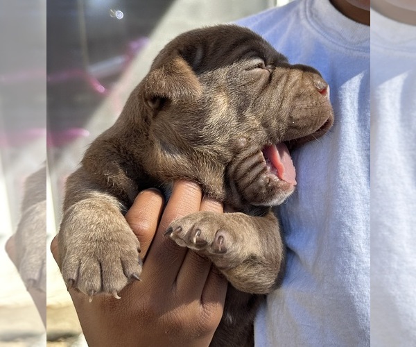 Medium Photo #1  Breeder Profile in RAVENEL, SC, USA