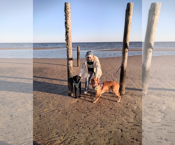Medium Photo #1  Breeder Profile in MERIDIAN, MS, USA