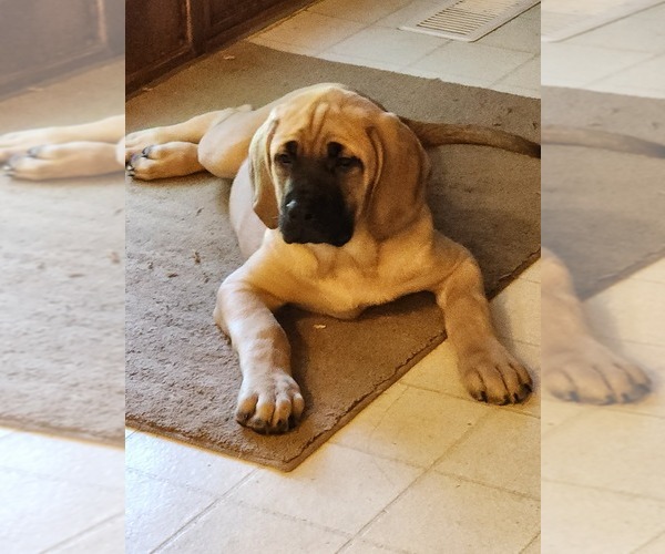Medium Photo #1  Breeder Profile in KANKAKEE, IL, USA