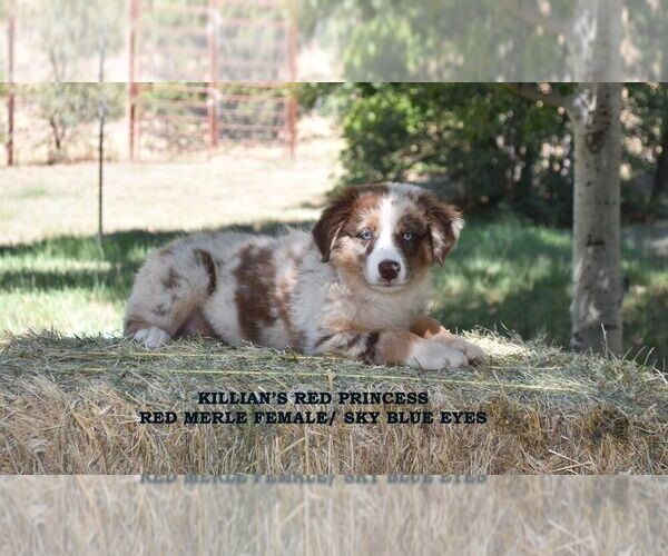 Medium Photo #11  Breeder Profile in CHANDLER, AZ, USA