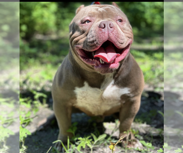Medium Photo #1  Breeder Profile in KENNER, LA, USA