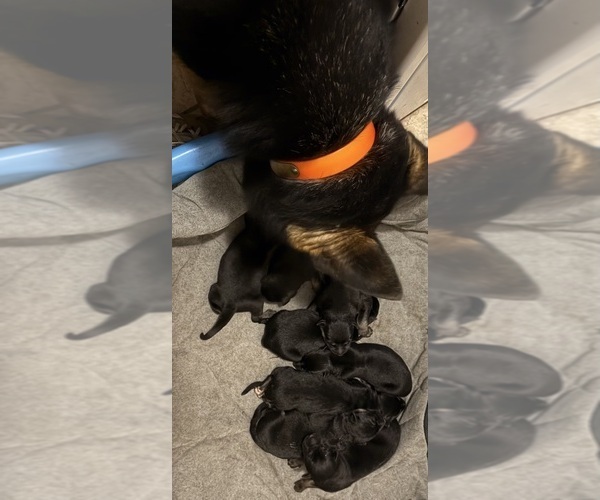 Medium Photo #6  Breeder Profile in SEAGROVE, NC, USA