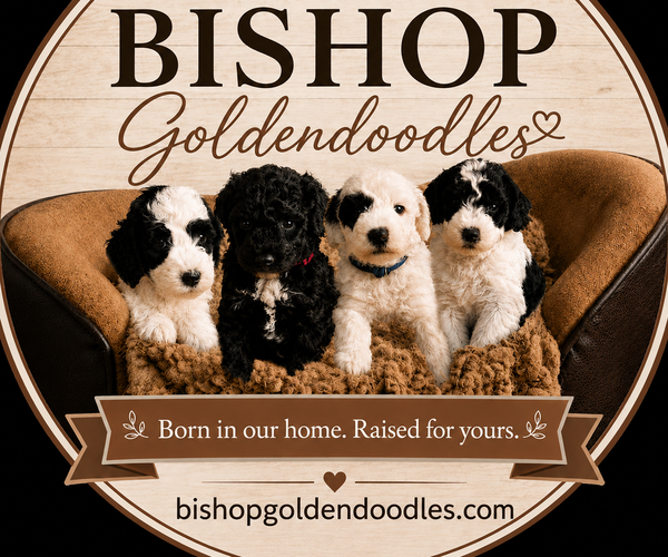 Medium Photo #1  Breeder Profile in DALLAS, TX, USA
