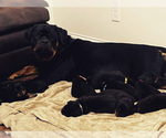 Small breeder photo