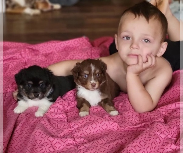 Medium Photo #19  Breeder Profile in CLEVELAND, GA, USA