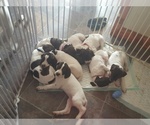 Small breeder photo