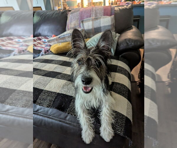 Medium Photo #8  Breeder Profile in ENID, OK, USA