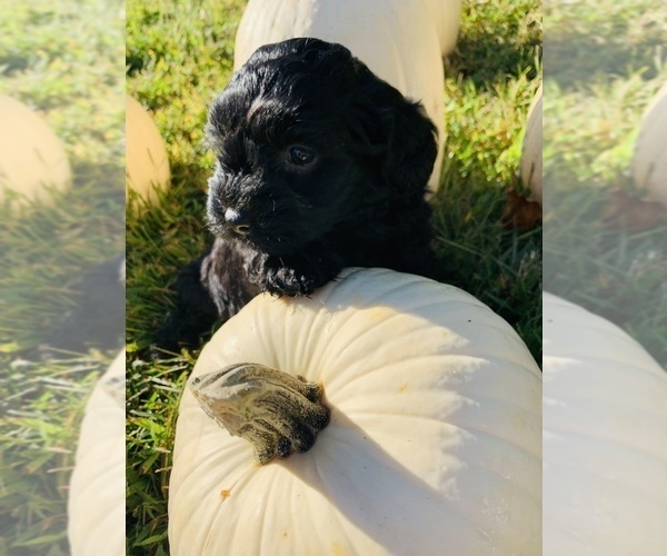 Medium Photo #1  Breeder Profile in DALTON, GA, USA