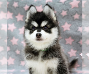 Pomsky Dog Breeder near NASHUA, NH, USA