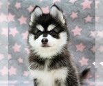 Small breeder photo