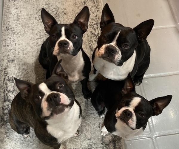 Medium Photo #1  Breeder Profile in RANSOMVILLE, NY, USA