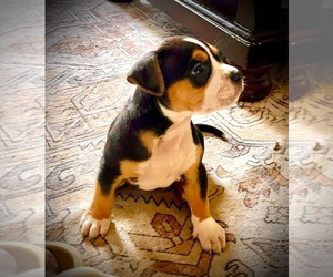 American Bully Dog Breeder near FORT MITCHELL, AL, USA