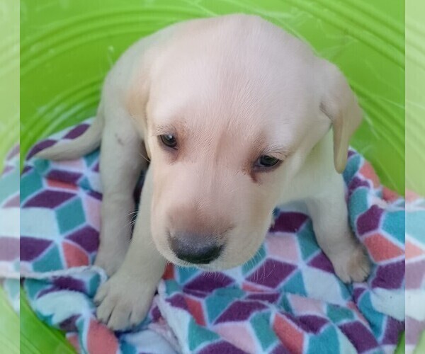 Medium Photo #15  Breeder Profile in IONE, CA, USA