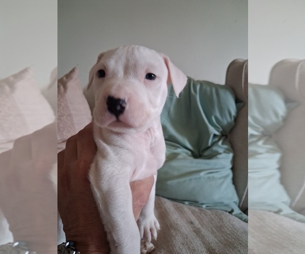 Medium Photo #14  Breeder Profile in BAKERSFIELD, CA, USA